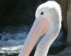 kaiyun官方在线体育-新奥尔良和旧奥尔良